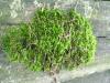<img100*0:stuff/aj/42000/1283179218.jpg>