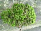 Various Mosses