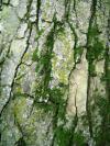 <img100*0:stuff/aj/42000/1283266088.jpg>