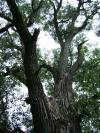 <img100*0:stuff/aj/42000/1283266834.jpg>