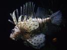 Fish & Sea Creatures