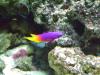 <img100*0:stuff/aj/42000/1283297135.jpg>