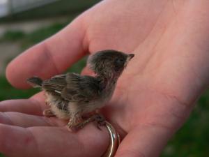 <img300*0:stuff/aj/42000/1307981291.jpg>