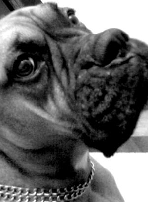 <img300*0:stuff/aj/42991/collyboxer.jpo.jpg>