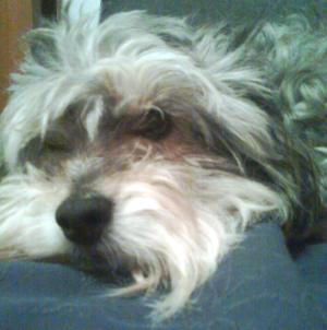 <img300*0:stuff/aj/42991/ninfynha.jpg>