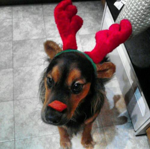 <img500*0:stuff/aj/4553/reindeer%20charlie.jpg>