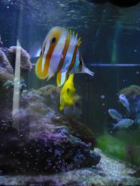 <img200*0:stuff/aj/46887/NehiAquarium2.jpg>