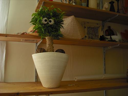 <img500*0:stuff/aj/46887/NehirwensGooglyFicus1.jpg>