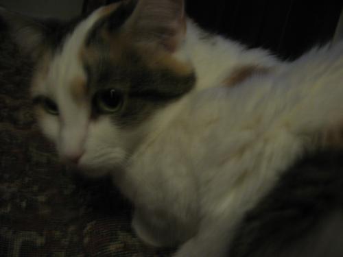 <img500*0:stuff/aj/4731/1277237487.jpg>