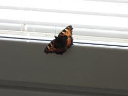 <img250*0:stuff/aj/4731/1279018460.jpg>