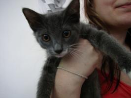 Kitty Corwin