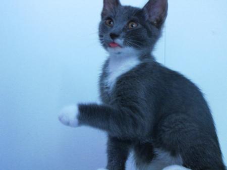 <img450*0:stuff/aj/4731/1280177330.jpg>