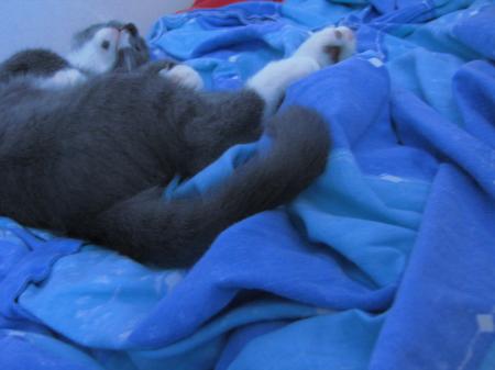 <img450*0:stuff/aj/4731/1280178065.jpg>