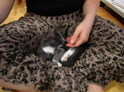 <img250*0:stuff/aj/4731/1281134074.jpg>