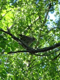 <img250*0:stuff/aj/4731/1307028559.jpg>