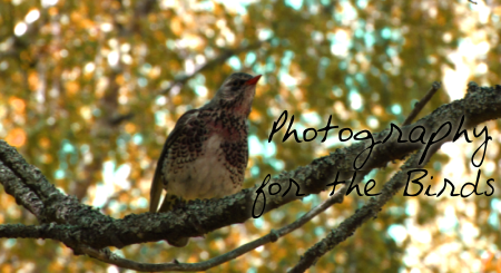 <img:stuff/aj/4731/photosforbirds.png>