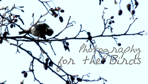 <img:stuff/aj/4731/photosforbirdstwo.png>