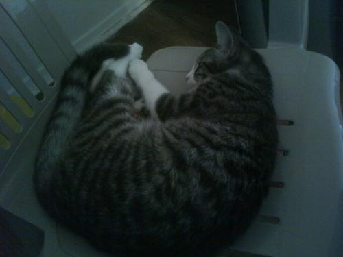 <img500*0:stuff/aj/50791/cat_nap.jpg>