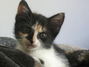<img300*0:stuff/aj/59031/motherspride.jpg>