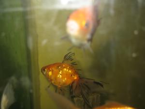 <img300*0:stuff/aj/59031/tankfullofish.jpg>