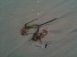 <img150*0:stuff/aj/59938/1278429218.jpg>