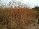 <img150*0:stuff/aj/59938/1278429674.jpg>