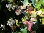 <img150*0:stuff/aj/59938/IntricateWebsofLife.jpg>