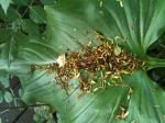 <img150*0:stuff/aj/59938/PoolsofDebris.jpg>