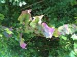 <img150*0:stuff/aj/59938/ShadesofShadows.jpg>