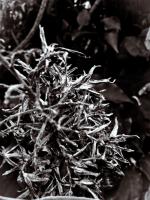 <img150*0:stuff/aj/59938/Silohuette%20of%20Sirrius.jpg>
