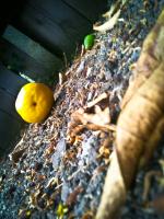 <img150*0:stuff/aj/59938/Walking%20the%20Lemon%20Patch.jpg>