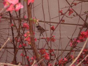 <img300*0:stuff/aj/61513/1239741868.jpg>