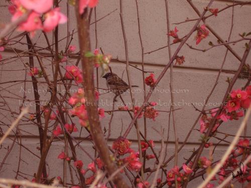 <img500*0:stuff/aj/61513/1239741868.jpg>
