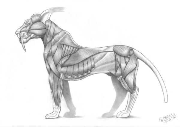 <img600*0:stuff/aj/64684/Muscle-Study.jpg>