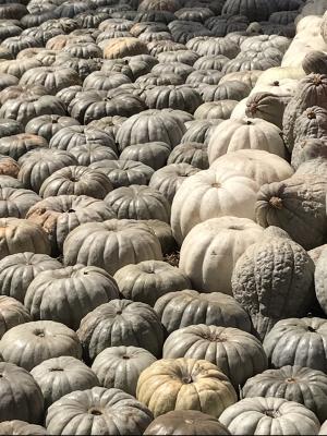 <img300*0:stuff/aj/64936/Sea%20of%20pumpkins.jpg>
