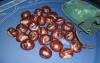 <img100*0:stuff/aj/7148/1250958048.jpg>