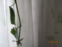 <img200*0:stuff/aj/8511/1238087977.jpg>