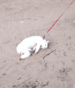 <img0*100:stuff/aj/91017/1379381916.gif>