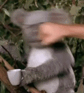 <img:stuff/aj/92105/1512915257.gif>