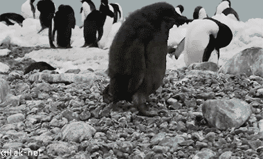<img:stuff/aj/92105/1513694955.gif>