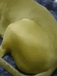 <img:stuff/aj/92105/1527971561.gif>
