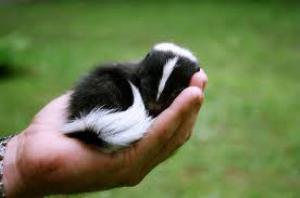 <img300*0:stuff/aj/92105/1559167541.jpg>