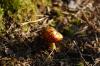 <img100*0:stuff/aj/93740/lothsshroomzie.jpg>