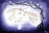 <img100*0:stuff/aj/94270/1240133617.jpg>
