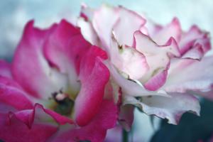 <img300*0:stuff/akayweekonecontent.jpg>