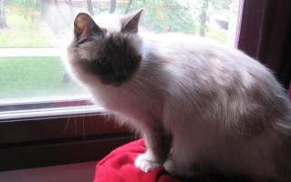 Kitty Amanda
