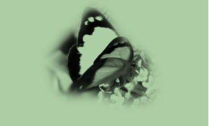 <img:http://elftown.heddate.com/stuff/angel_butterfly.jpg>