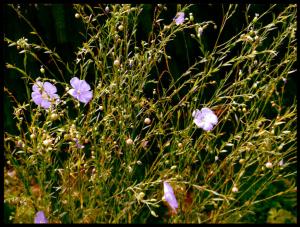 <img300*0:stuff/anintroductiontonymphs.jpg>