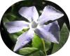 <img100*0:stuff/annaflower2.jpg>