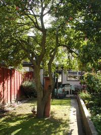 <img200*0:stuff/apple_tree_01.jpg>